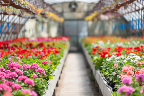 Greenhouse filled with flowers